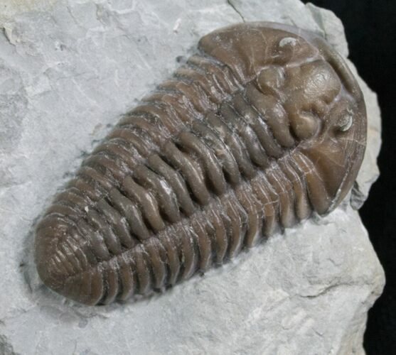 Top Quality Flexicalymene Trilobite - #8330